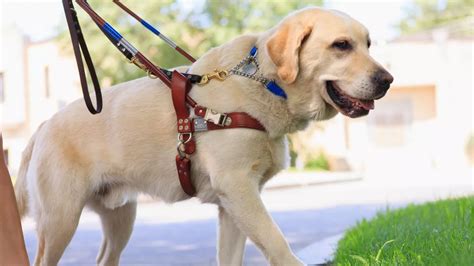 adopt a retired guide dog uk